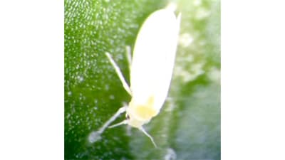 キュウリ退緑黄化病を県内で初確認