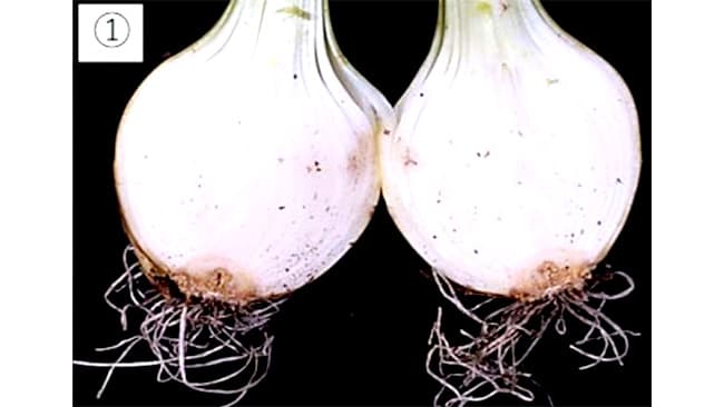 タマネギ3病害の防除対策を紹介