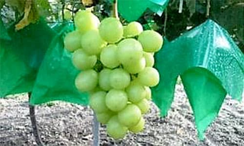 山梨県が就農支援相談会29日に開催　参加者を募集中