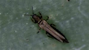 庄内地域でトルコギキョウえそ輪紋病確認