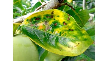 カキ角斑落葉病の発生が過去10年間で最多
