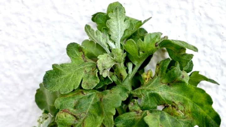 県内で初めてキク退緑斑紋ウイロイドが発生