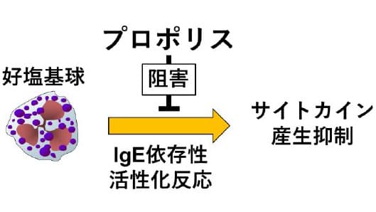 ミツバチ産品の新たな抗アレルギー効果を発見　食物アレルギー治療薬開発へ期待