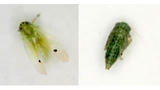 オクラにフタテンミドリヒメヨコバイを初確認