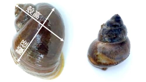 スクミリンゴガイ（ジャンボタニシ）の冬期防除法を紹介