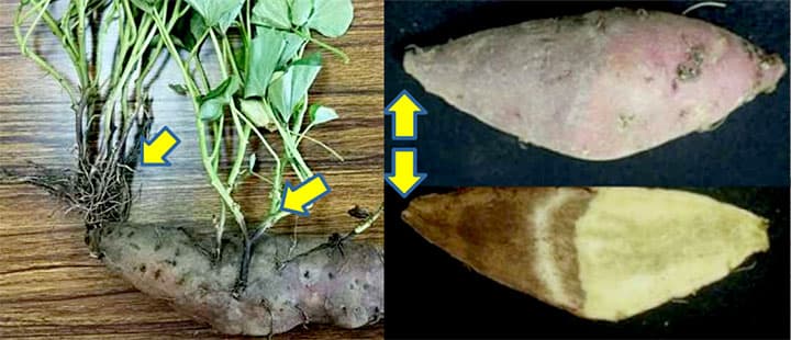 県内で初めてサツマイモ基腐病を確認