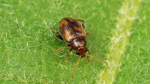 県内で初めてタバコノミハムシを確認