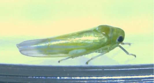 バラ科果樹にヨコバイ科の一種を初確認