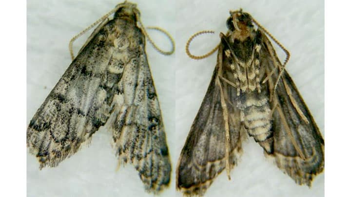 ハイイロホソバノメイガで初のリンドウ被害