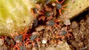 ハクサイダニなど低温期の防除法を紹介