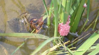冬期のジャンボタニシ防除対策を紹介