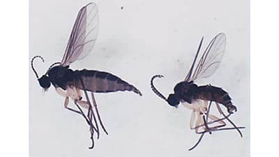 イチゴにチバクロバネキノコバエを初確認