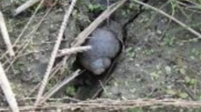 厳寒期にジャンボタニシの防除徹底を