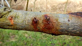 霧島市でナシさび色胴枯病確認