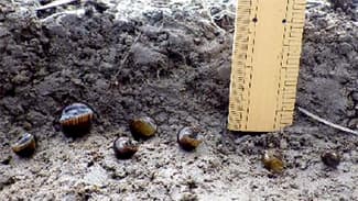 厳寒期にジャンボタニシの防除対策を