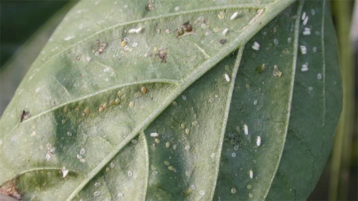 タバココナジラミ多発で防除徹底を