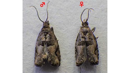 国内で初めてクロネハイイロヒメハマキのオリーブ寄生を確認