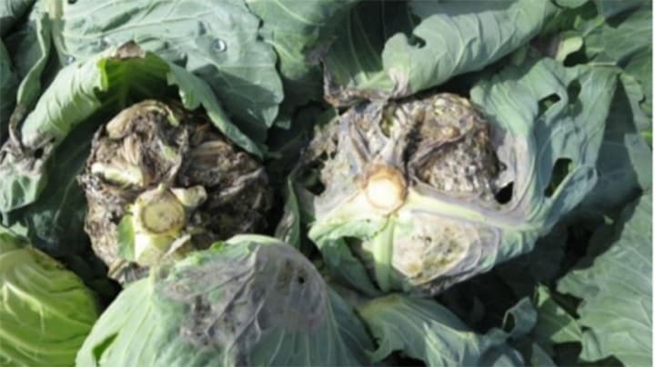 菌核病など冬期防除策を紹介