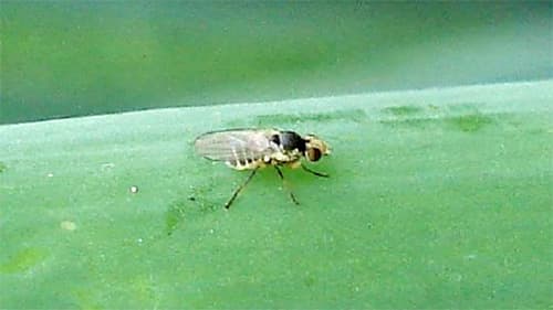 県内で初めてネギハモグリバエB系統を確認