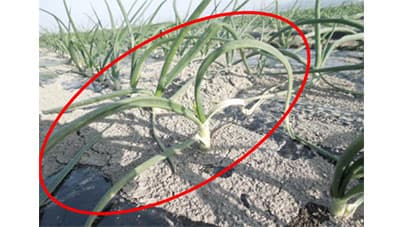 タマネギでべと病の一次感染株を確認