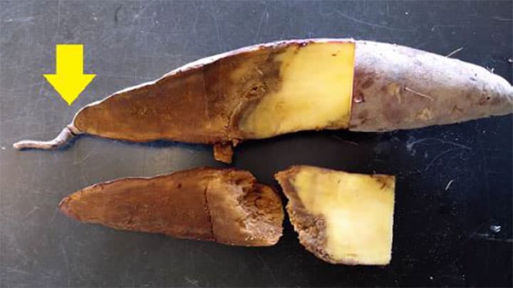 県内未確認のサツマイモ基腐病を確認