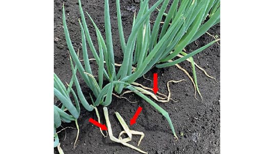 県内で初めてネギリゾクトニア葉鞘腐敗病確認