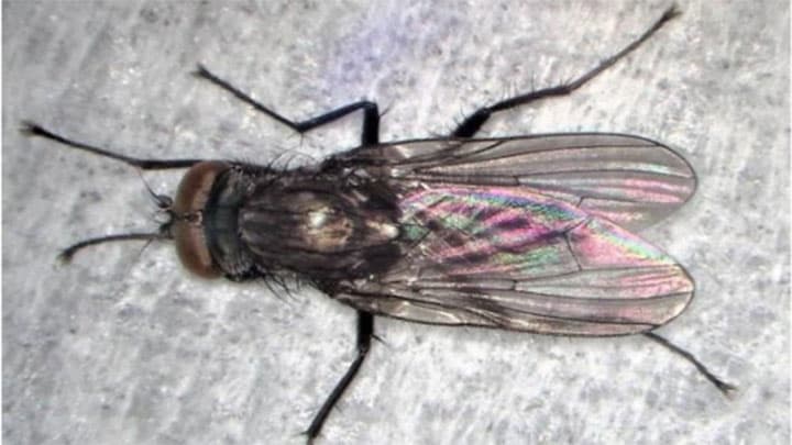 県内で初めてハコベハナバエを確認