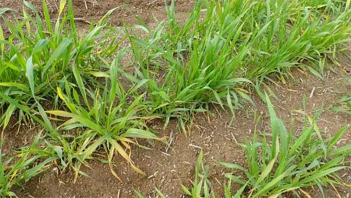 コムギ黄斑病の防除対策の徹底を