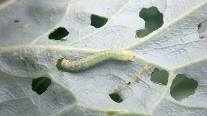初夏どりキャベツの病害虫防除を紹介