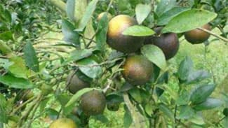 春季防除でカンキツの被害軽減へ