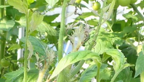 ファイトプラズマによるトマト萎黄病を初確認