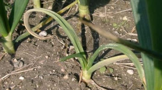 タマネギべと病多発で注意報