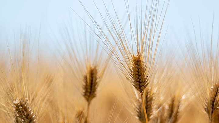 小麦の10a当たり生産費　前年比0.9％増　個別経営　2021年産