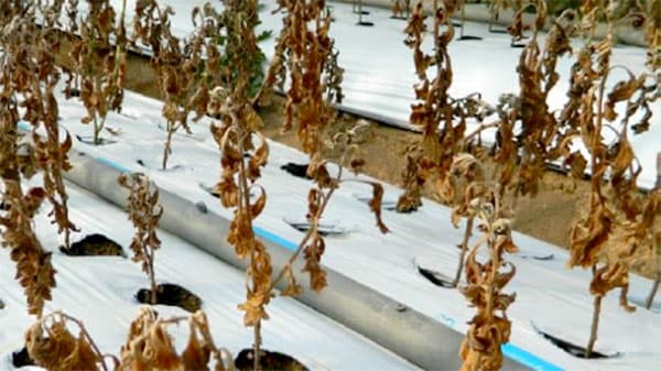 県内で初めてクマモトネグサレセンチュウを確認