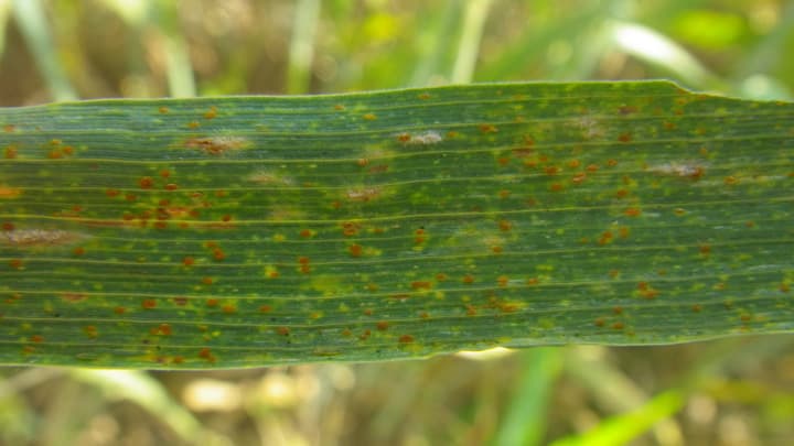 コムギの赤さび病発生で注意報