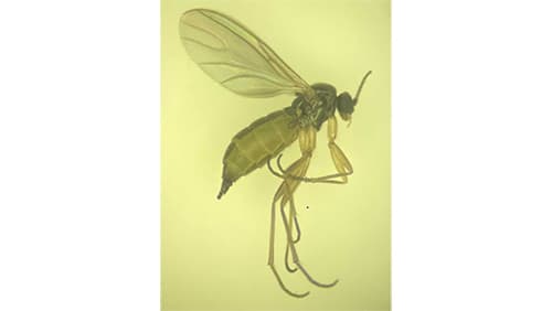 イチゴにチバクロバネキノコバエを初確認