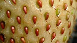 ハダニ類などの春の病害虫対策を紹介