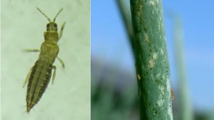 ネギアザミウマの多発で県下全域に注意報