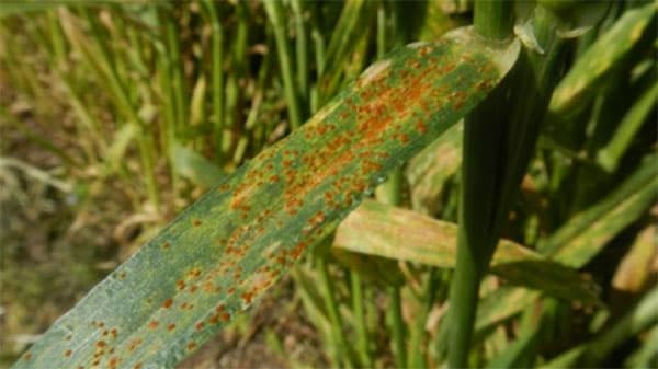 小麦粉のうどんこ病、赤さび病多発で注意報