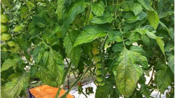 県内で初めてトマト黄化病を確認