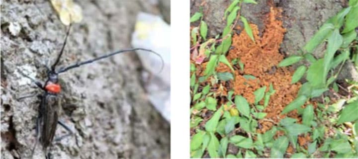 クビアカツヤカミキリ被害で注意喚起