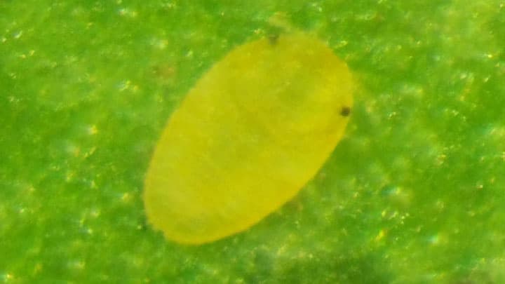 ヤノネカイガラムシの防除徹底を