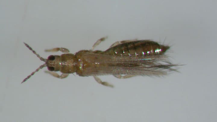 アスパラガスのアザミウマ類多発で注意報