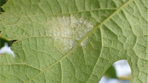 ぶどうべと病の防除徹底を