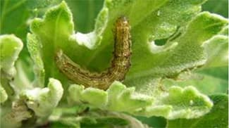 オオタバコガ多発で注意報