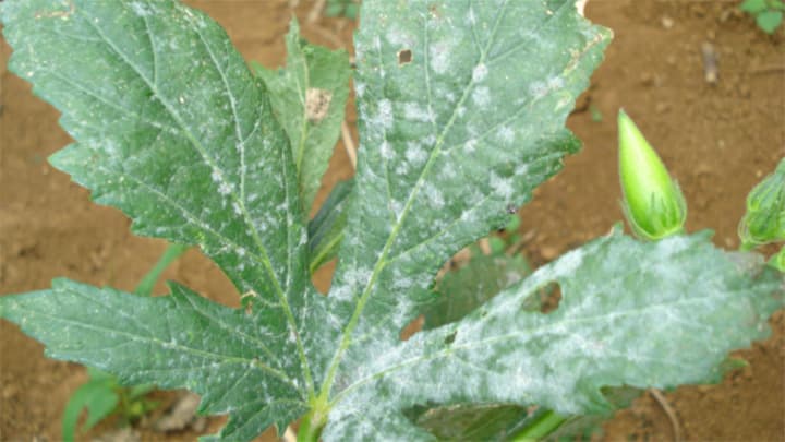 オクラのうどんこ病多発で注意報