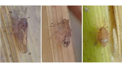 ウンカ昨年より40日早い飛来　早期防除徹底を