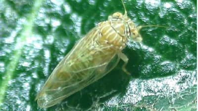 府内で初めてビワキジラミを確認