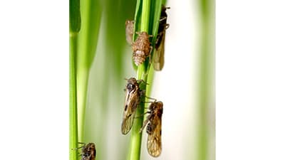 ウンカ多発で早期発見、防除徹底を