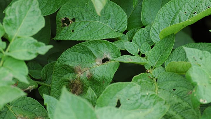 バレイショの疫病が早期発生、防除徹底を